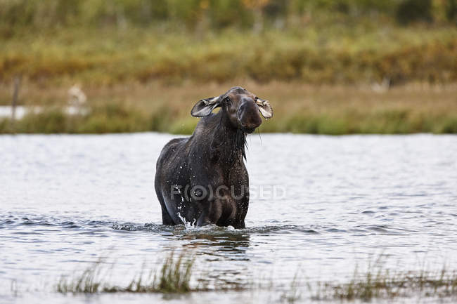 Соединенные Штаты Америки, Alaska, Denali National Park, elk cow in a lake — стоковое фото