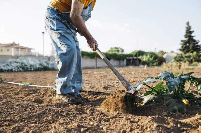 Immagini Stock - Lavoro Nell'orto, Mani Che Zappano Il Terreno Con