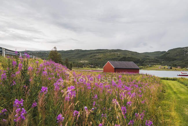 Norte de Noruega, Laponia, Casa de madera roja en un fiordo - foto de stock