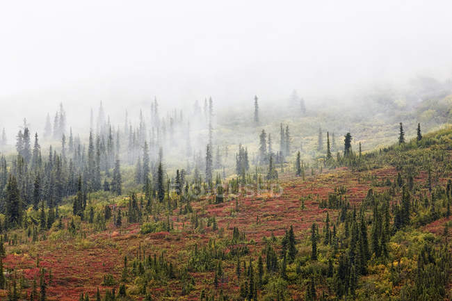 USA, Alaska, autunno nel Parco Nazionale di Denali — Foto stock