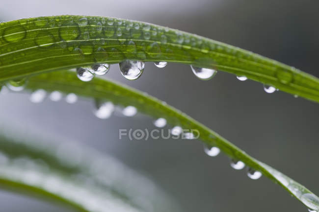 Water drops hanging at leaf, close-up — Stock Photo