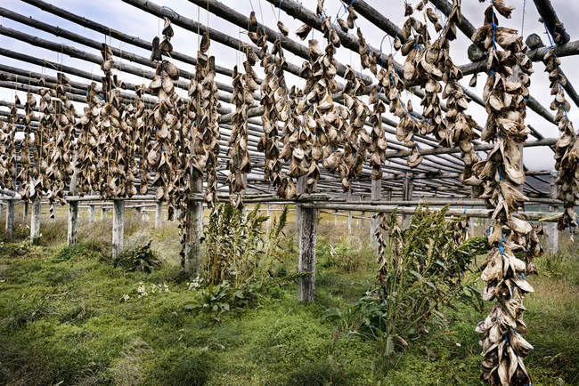 Islândia, Hoefn, cabeças de peixe secas penduradas em rack de madeira — Fotografia de Stock