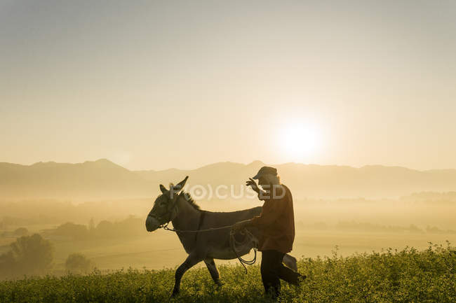 Italy, Tuscany, Borgo San Lorenzo, senior man walking with donkey in field at sunrise above rural landscape — Stock Photo