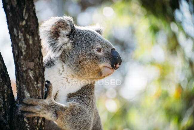 Australia, Queensland, koala arrampicata su un albero — Foto stock