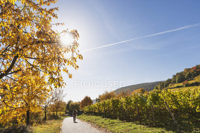 Germania, Renania Palatinato, Pfalz, escursionista sul sentiero del vino, vigneti e ciliegi nei colori autunnali — Foto stock