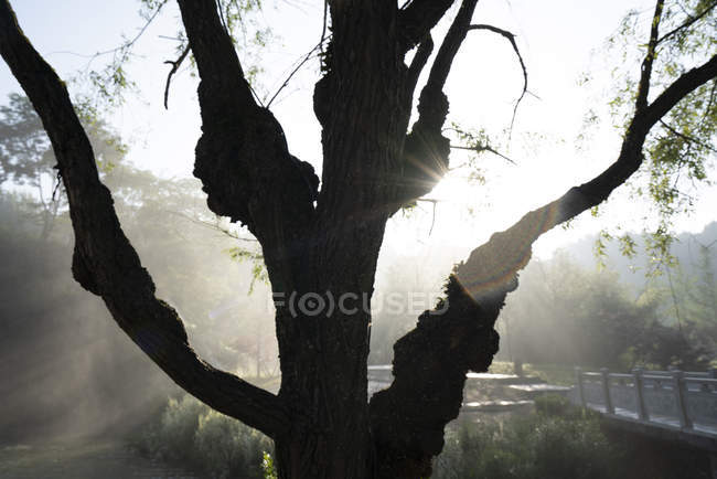 China, Guizhou, Tianhe Pool Park, árvore contra o sol — Fotografia de Stock