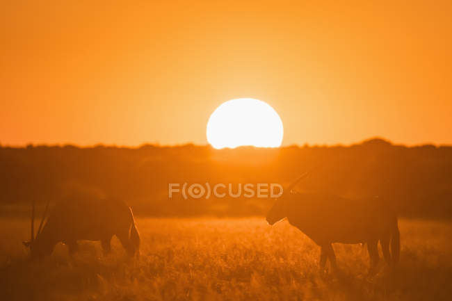 Botswana, Kalahari, Central Kalahari Game Reserve, Greater Kudus al tramonto, Tragelaphus strepsiceros — Foto stock