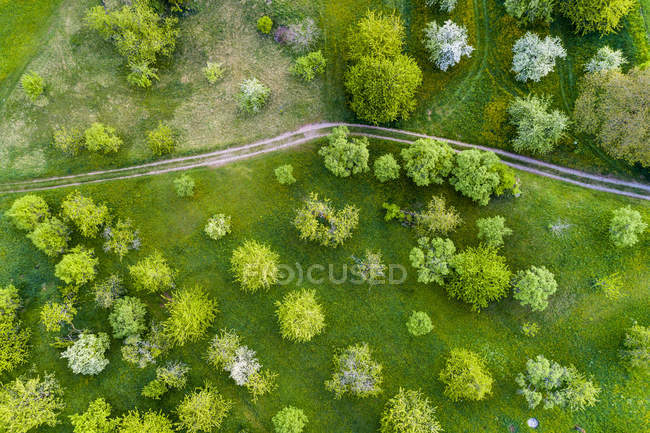 Alemania, Baden-Wuerttemberg, Swabian Franconian forest, Rems-Murr-Kreis, Vista aérea del prado con árboles frutales dispersos y camino de tierra - foto de stock