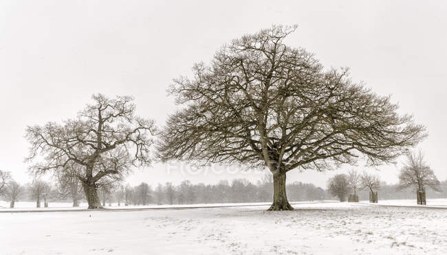 Reino Unido, paisaje invernal cubierto de nieve con árboles desnudos - foto de stock