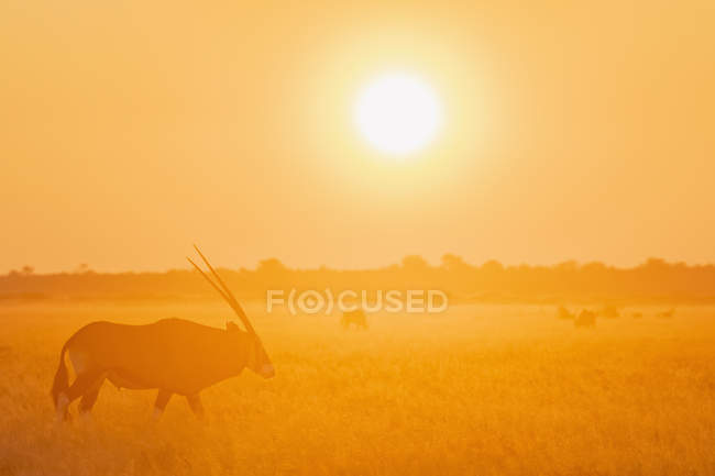 Botswana, Kalahari, Reserva Central de Caza Kalahari, Gran Kudu al amanecer, Tragelaphus strepsiceros - foto de stock