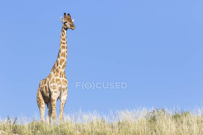África, Botsuana, Parque Transfronteiriço de Kgalagadi, Girafa — Fotografia de Stock
