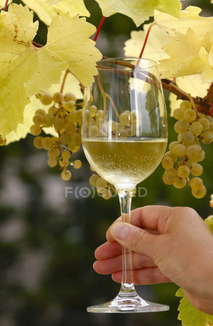 Рука тримає келих вина перед лозою — стокове фото