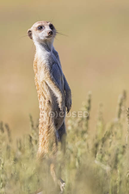 Botswana, Parque Transfronterizo de Kgalagadi, Kalahari, Observación de suricata, Suricata suricatta - foto de stock