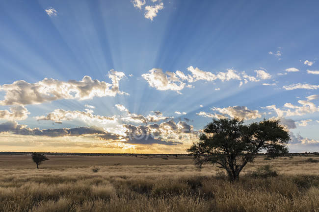 África, Botsuana, Kgalagadi Transborder Park, Mabuasehube Game Reserve, Mabuasehube Pan ao nascer do sol — Fotografia de Stock