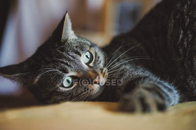 Retrato de gato de mesa assistindo algo — Fotografia de Stock