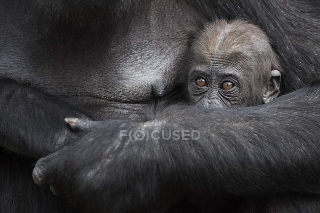 Крупным планом ребенка гориллы, прячущегося на руках матери — стоковое фото