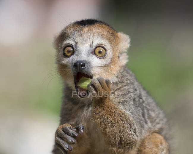 Ritratto di lemure coronato a occhi spalancati — Foto stock
