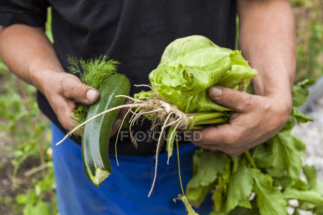 Primo piano dell'uomo che tiene verdure da giardino — Foto stock
