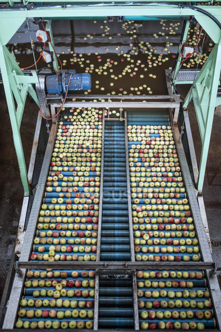 Äpfel in Fabrik auf Förderband — Stockfoto