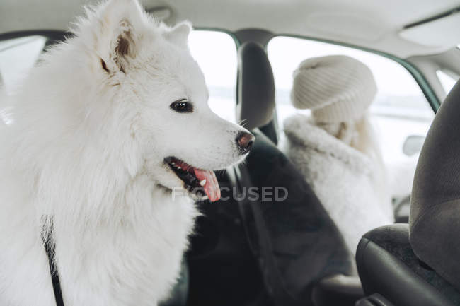 White dog in car with owner in the background — Stock Photo