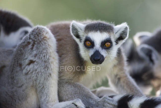 Primo piano del lemure dalla coda ad anello su sfondo sfocato — Foto stock