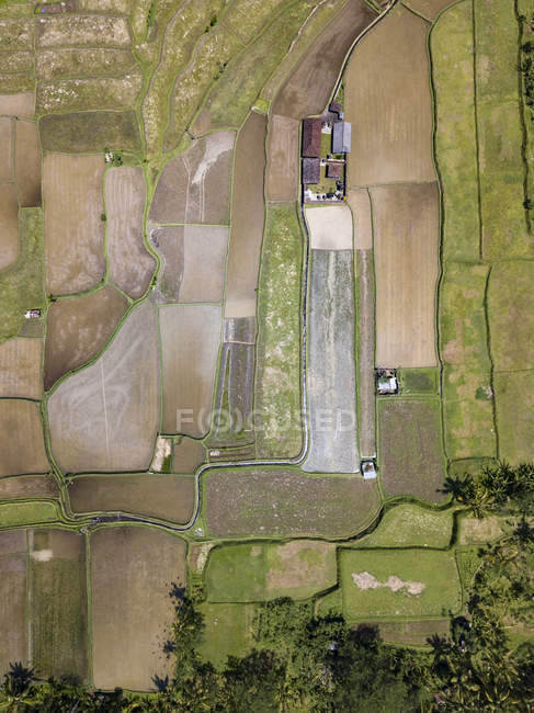 Indonesia, Bali, Ubud, Aerial view of rice fields — Stock Photo