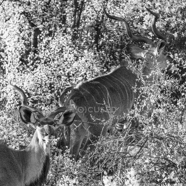 África do Sul, Rooiberg, Greater kudus, Tragelaphus strepsiceros, preto e branco — Fotografia de Stock