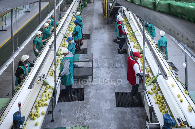 Mulheres que trabalham na fábrica de maçãs — Fotografia de Stock