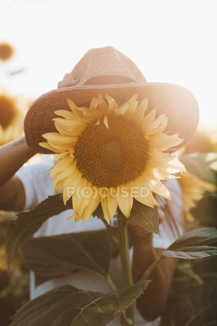 Sombrero de paja de encapsulamiento de mano femenina en girasol en el campo  — Girasoles, Campo de girasol - Stock Photo | #270468116