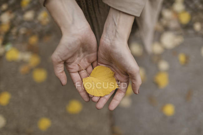 Las manos de la mujer sosteniendo hoja de otoño — Stock Photo