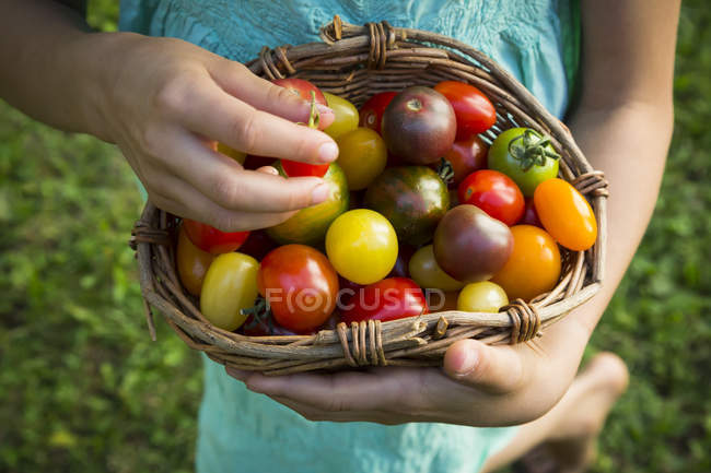 Hände eines kleinen Mädchens mit einem Korb voller Tomaten, Nahaufnahme — Stockfoto