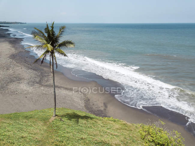 Indonesia, Bali, Yeh Gangga spiaggia, una palma — Foto stock