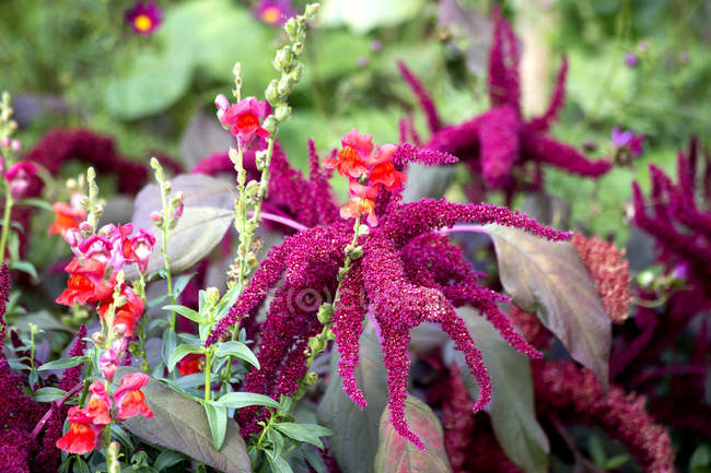 Close up of Amaranth plants at daytime — Stock Photo