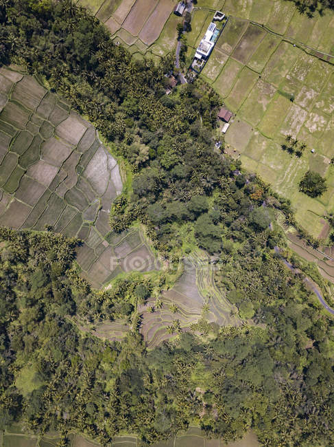 Indonesia, Bali, Ubud, Veduta aerea delle risaie — Foto stock