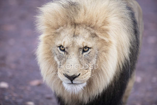 Südafrika, Aquila privates Wildreservat, Löwe, Panthera leo — Stockfoto