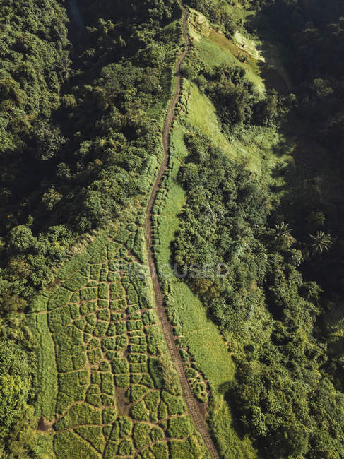 Indonesia, Bali, Ubud, Veduta aerea del sentiero in collina — Foto stock