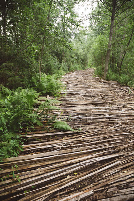Russland, Straße mit Holz im Wald — Stockfoto