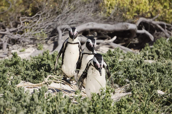 África, Simon 's Town, Boulders Beach, Brillenpinguin, Três pinguins de pés negros caminhando, Spheniscus demersus — Fotografia de Stock