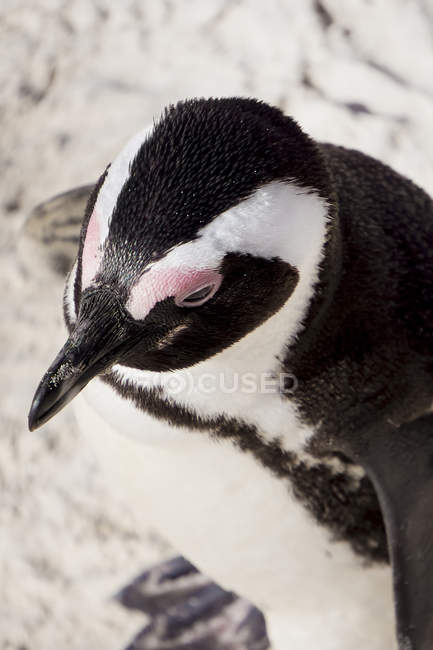 Retrato de pinguim-de-pés-negros, Spheniscus demersus — Fotografia de Stock