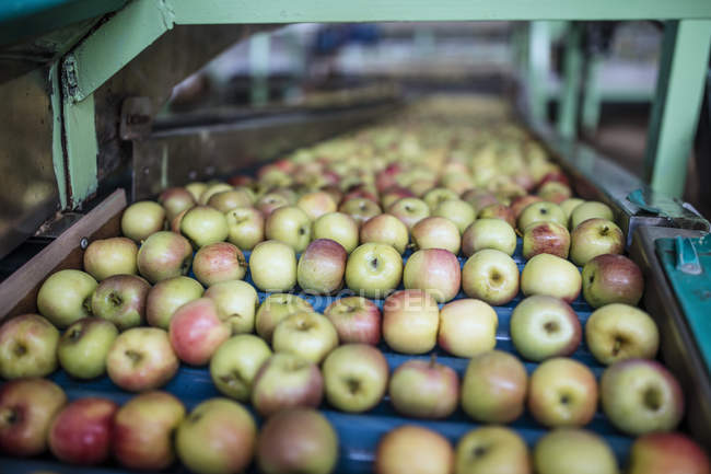Manzanas en fábrica en cinta transportadora - foto de stock