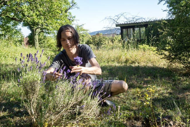 Hombre recogiendo flores de lavanda en un jardín — Naturaleza, Flor de  lavanda - Stock Photo | #270483870