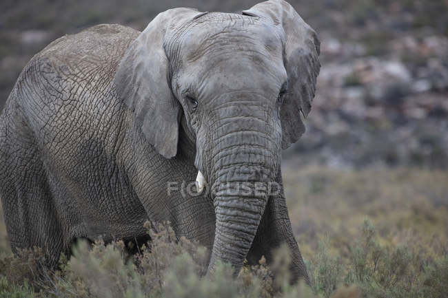 Südafrika, Aquila privates Wildreservat, Elefant, loxodonta africana — Stockfoto