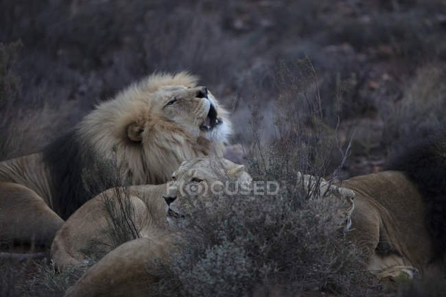 Südafrika, Touws River, Aquila privates Wildreservat, Löwen, Panthera Leo — Stockfoto