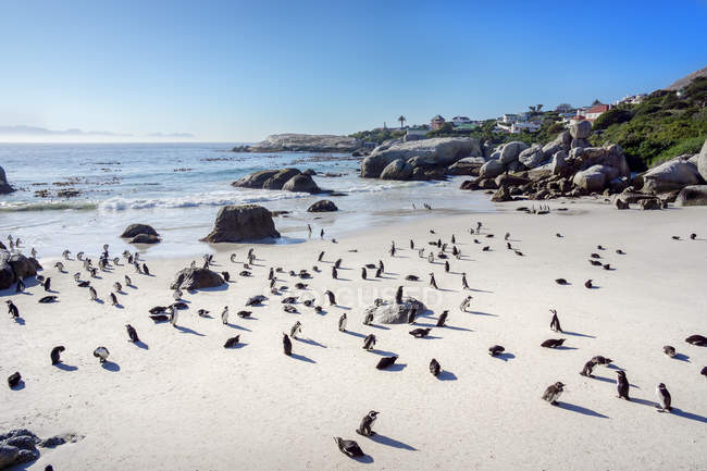 Африка, місто Симона, валуни пляж, Brillenpinguin, колонія чорноногий пінгвіни, Spheniscus демерсус — стокове фото