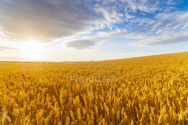 United KIngdom, East Lothian, Wheat field, Triticum sativum, against the sun — Stock Photo