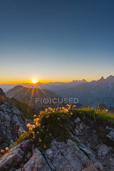 Allemagne, Bavière, Allgaeu, Alpes Allgaeu, Fleur de pasque alpine au lever du soleil — Photo de stock