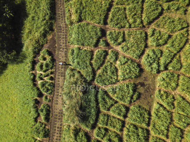 Indonesia, Bali, Ubud, Vista aérea del camino en las colinas - foto de stock