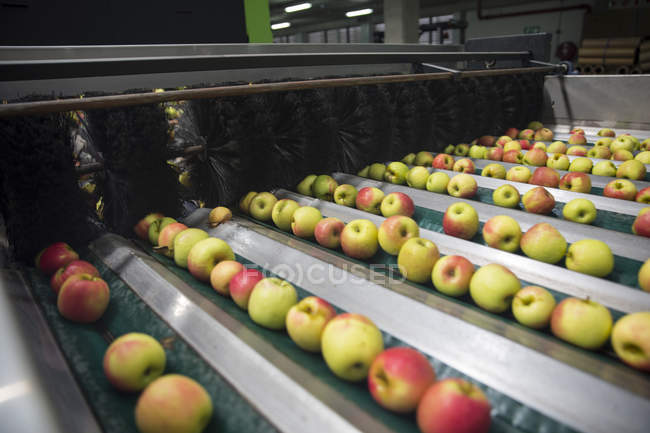 Close up of Apples being sorted — Stock Photo