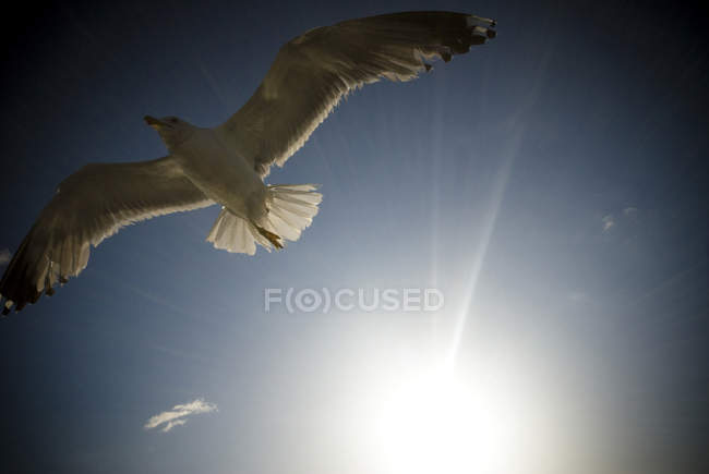 Gaviota voladora en el cielo azul - foto de stock
