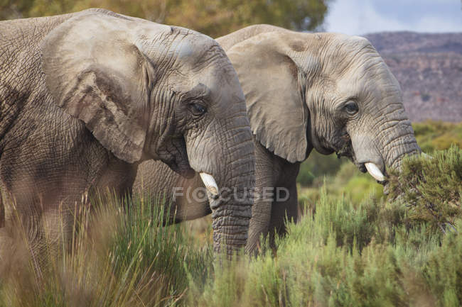 Südafrika, Aquila privates Wildreservat, Elefanten, loxodonta africana — Stockfoto
